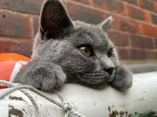 British Shorthair cats Beautiful Darla. Blue British Shorthair Girl - Advert 1