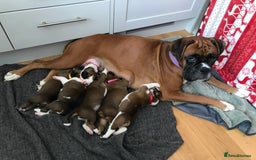Boxer dogs for sale: KC Reg. Bobtail Girl READY NOW! - Image 6