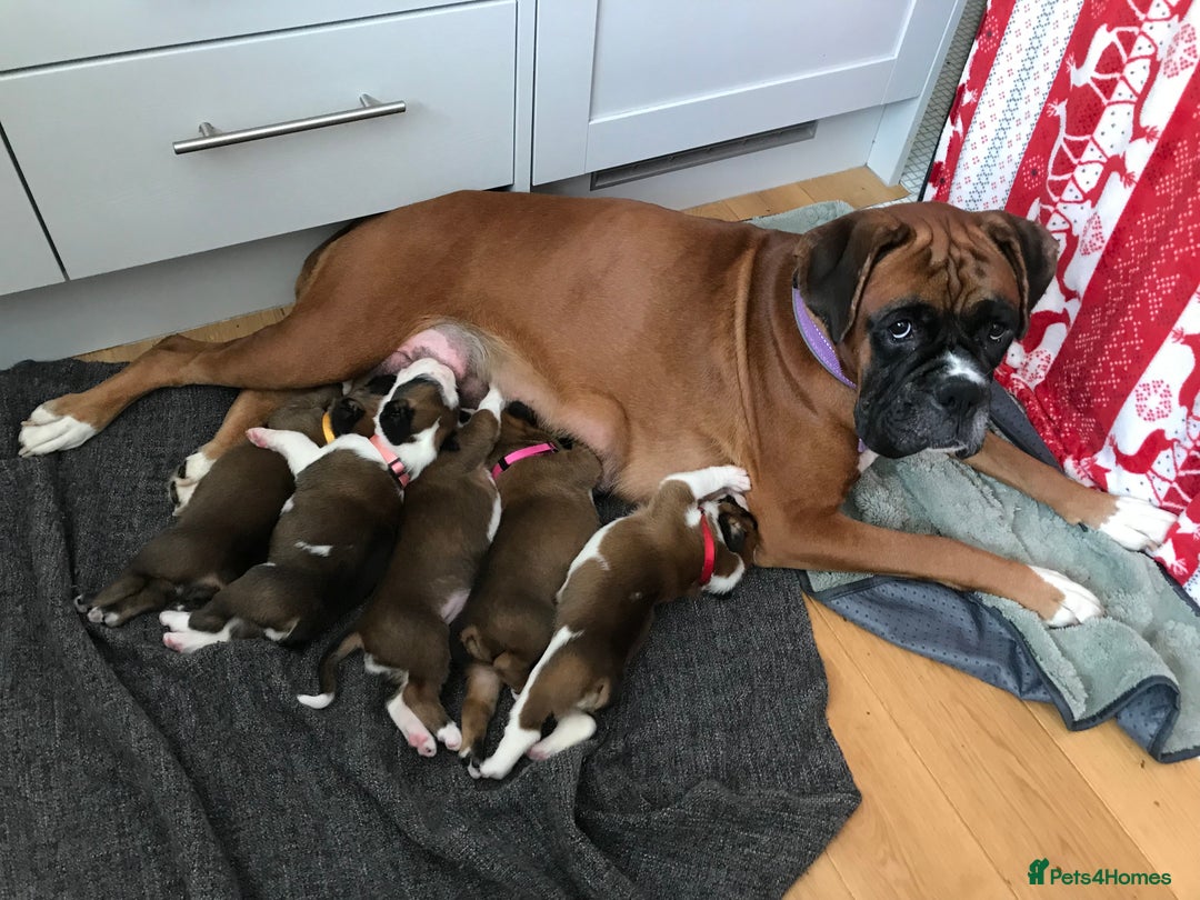 Boxer dogs for sale: KC Reg. Bobtail Girl READY NOW! - Image 6