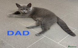 Mixed Breed cats for sale: Female British Shorthair X Kitten  - Image 4