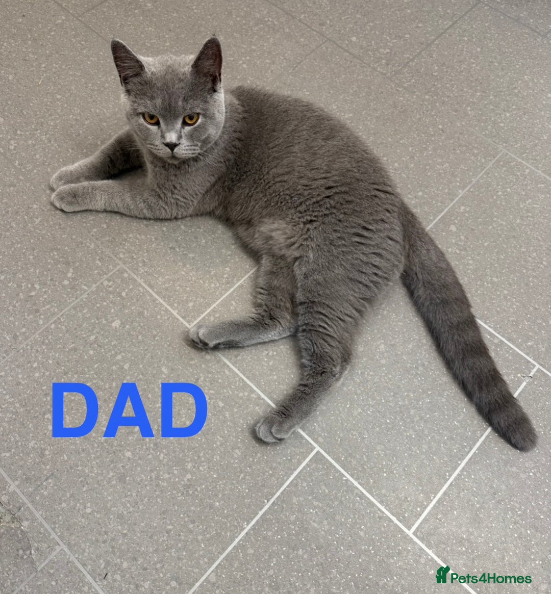 Mixed Breed cats for sale: Female British Shorthair X Kitten  - Image 4