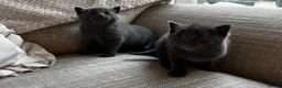 Russian Blue cats for sale: Two beautiful Russian blue kittens for sale  - Advert 12