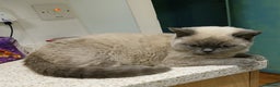British Shorthair cats for sale: STUNNING LILAC BLUE BHS YOUNG FEMALE CAT - Advert 11