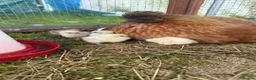 Chickens poultry for sale: 11 GORGEOUS 2 DAY OLD SILKIE CHICKS AVAILABLE  - Advert 10