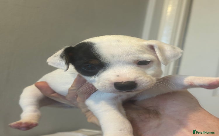 Jack Russell dogs Very smart Jack Russell Dog pup - Advert 2