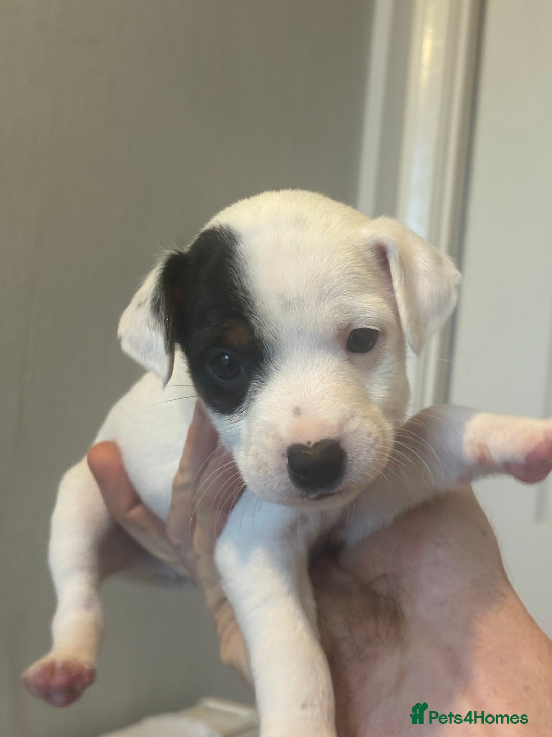 Jack Russell dogs for sale: Very smart Jack Russell Dog pup - Advert 1