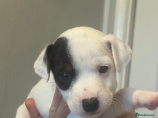 Jack Russell dogs Very smart Jack Russell Dog pup - Advert 1