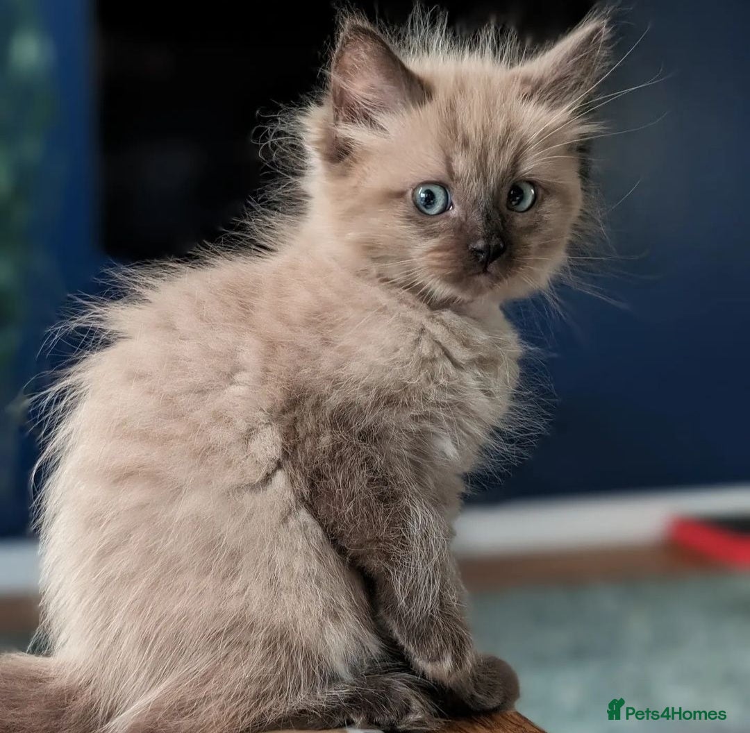 Ragdoll cats for sale: Seal, Sepia and Blue Ragdoll Kittens  - Image 12