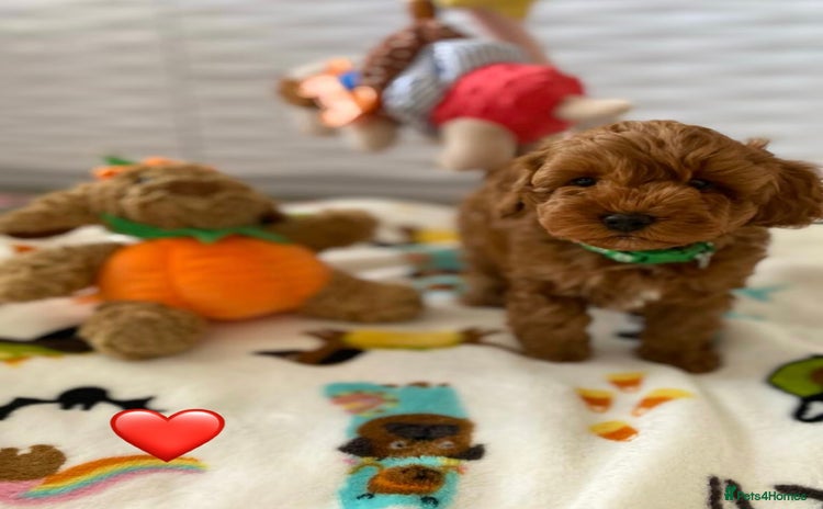 Cockapoo dogs - Advert 15
