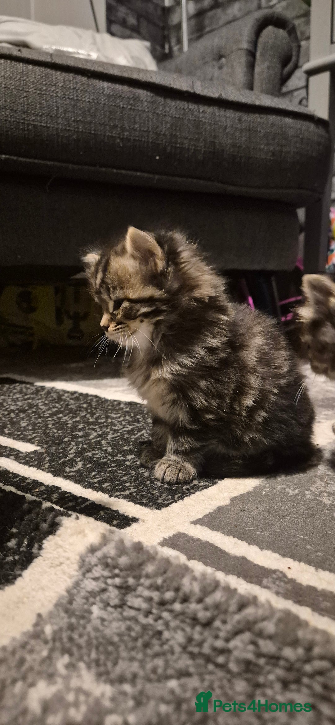 Mixed Breed cats for sale: Kittens silver tabby Britishshort-hairxmaincoon  - Advert 5