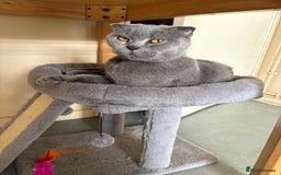 Scottish Fold cats for sale: Gorgeous girl - Image 1