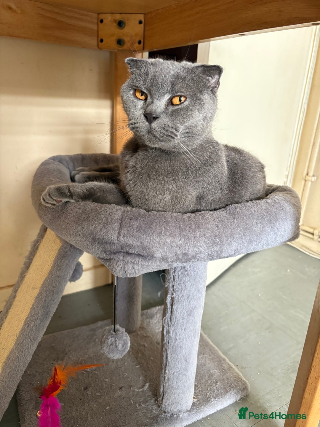 Scottish Fold cats for sale: Gorgeous girl - Image 1