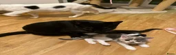 Mixed Breed cats for sale: 🥰 mixed breed calicos, tuxedos & grey kittens  - Advert 7