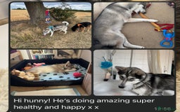 Utonagan dogs for sale: Siberian Husky cross Alaskan Malamutes Puppies - Image 14