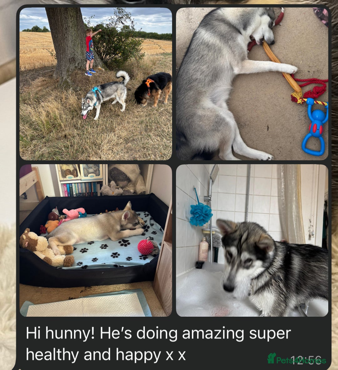 Utonagan dogs for sale: Siberian Husky cross Alaskan Malamutes Puppies - Image 14