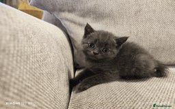 Scottish Fold cats for sale: Playful Scottish Fold & Straight Kittens for Sale! - Image 9