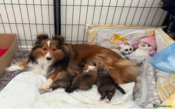 Shetland Sheepdog dogs for sale: Purebred Shetland Sheepdog Puppies - Image 2
