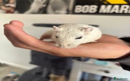 English rabbits for sale: Two handsome gerbils - Image 4