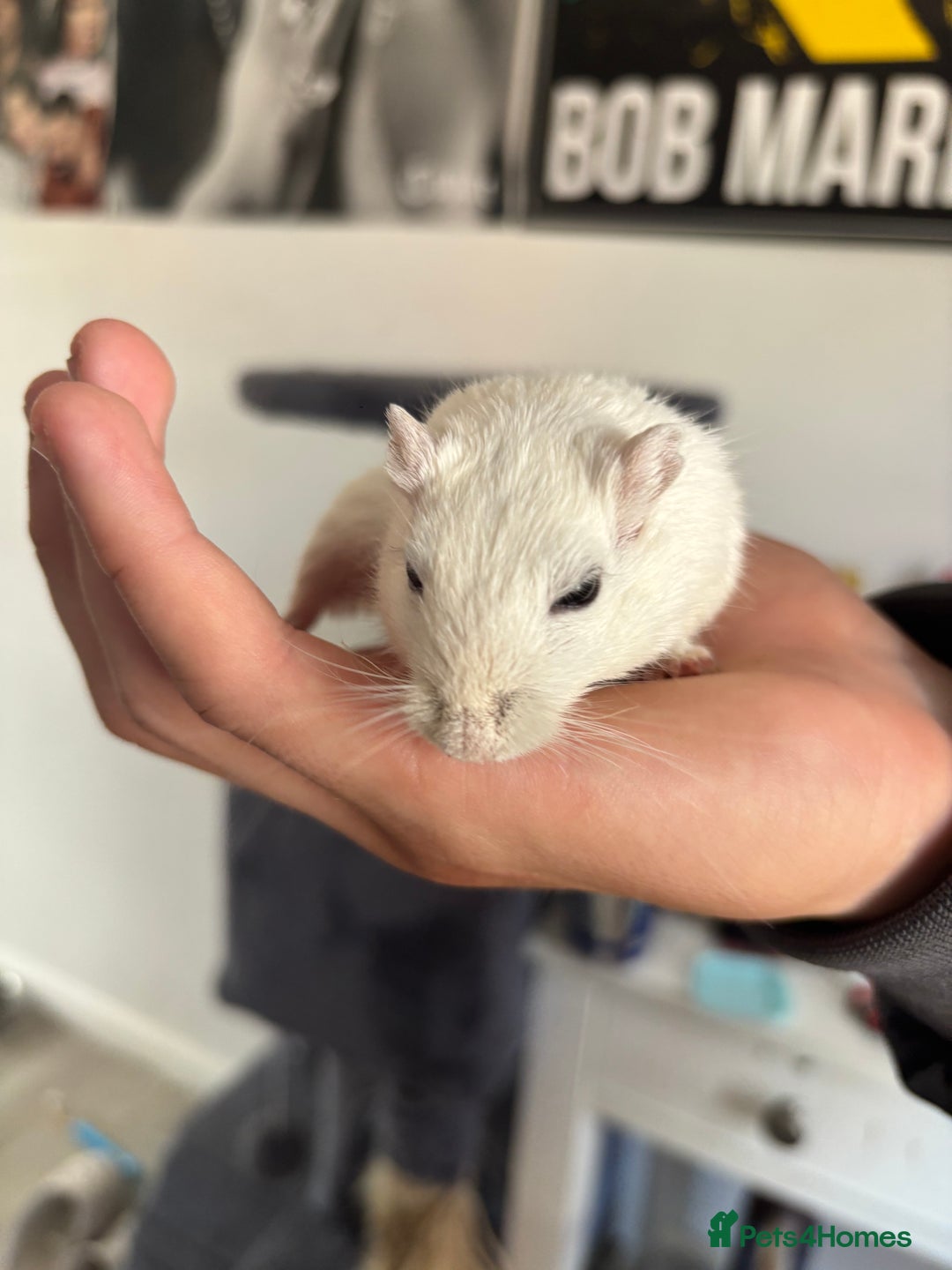 English rabbits for sale: Two handsome gerbils - Image 4