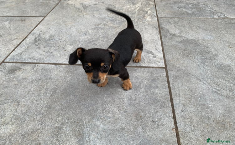 Chiweenie dogs - Advert 11