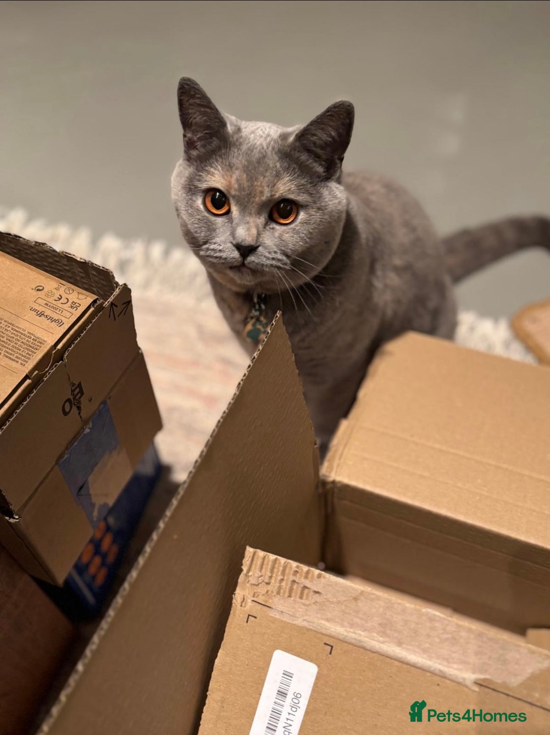 Scottish Fold cats for sale: Beautiful 3 Yr Old Scottish Fold - Advert 4