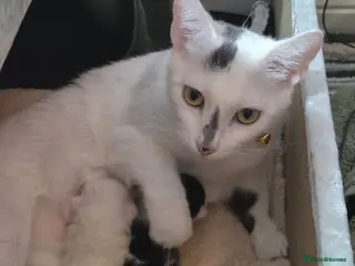 Mixed Breed cats Black & white. - Advert 1