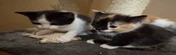 Domestic Shorthair cats for sale: 1 beautiful white and black kitten - Advert 3