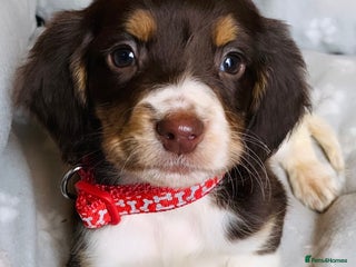 Sprocker dogs Stunning sprocker puppies - Advert 10