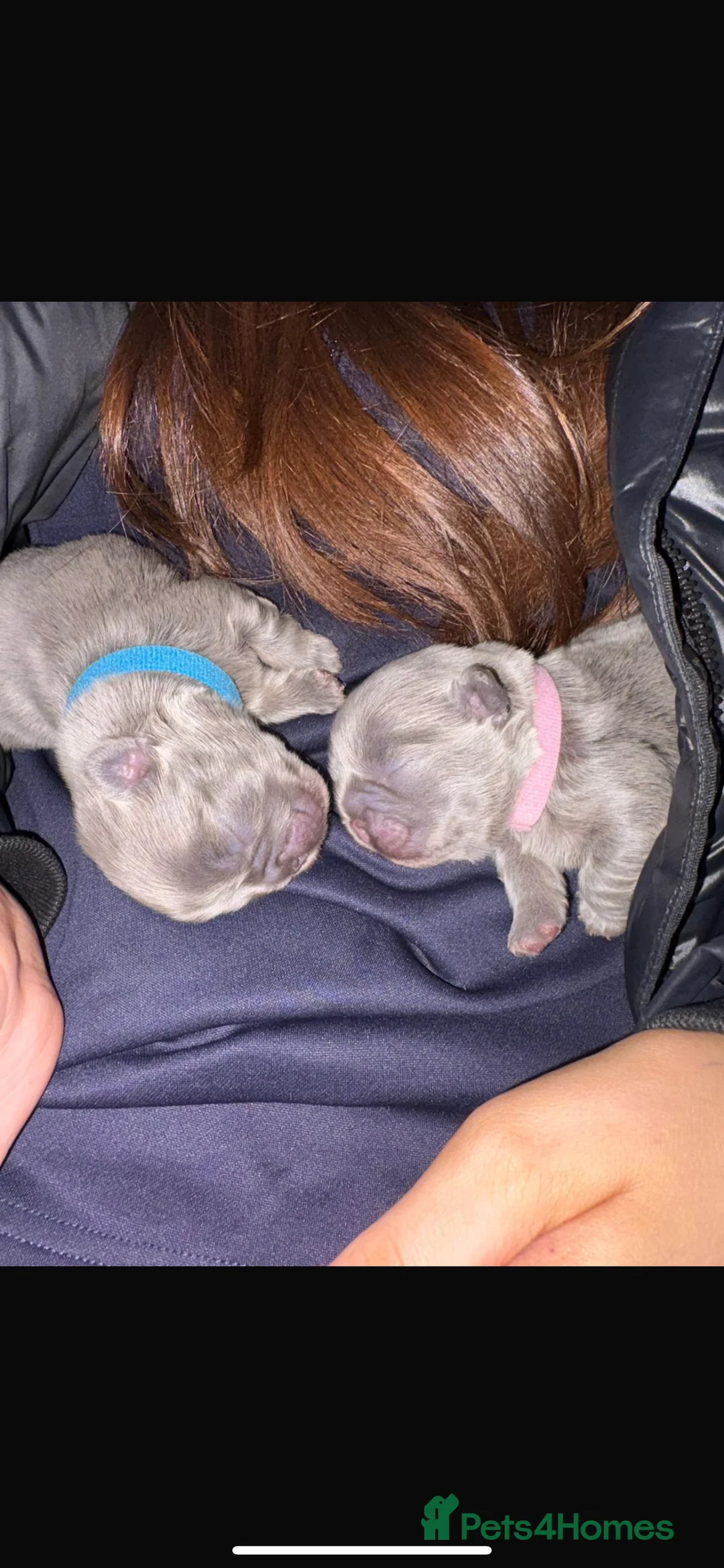 French Bulldog dogs for stud: NOODLE Choc & Tan Fluffy in Newcastle upon Tyne - Advert 10