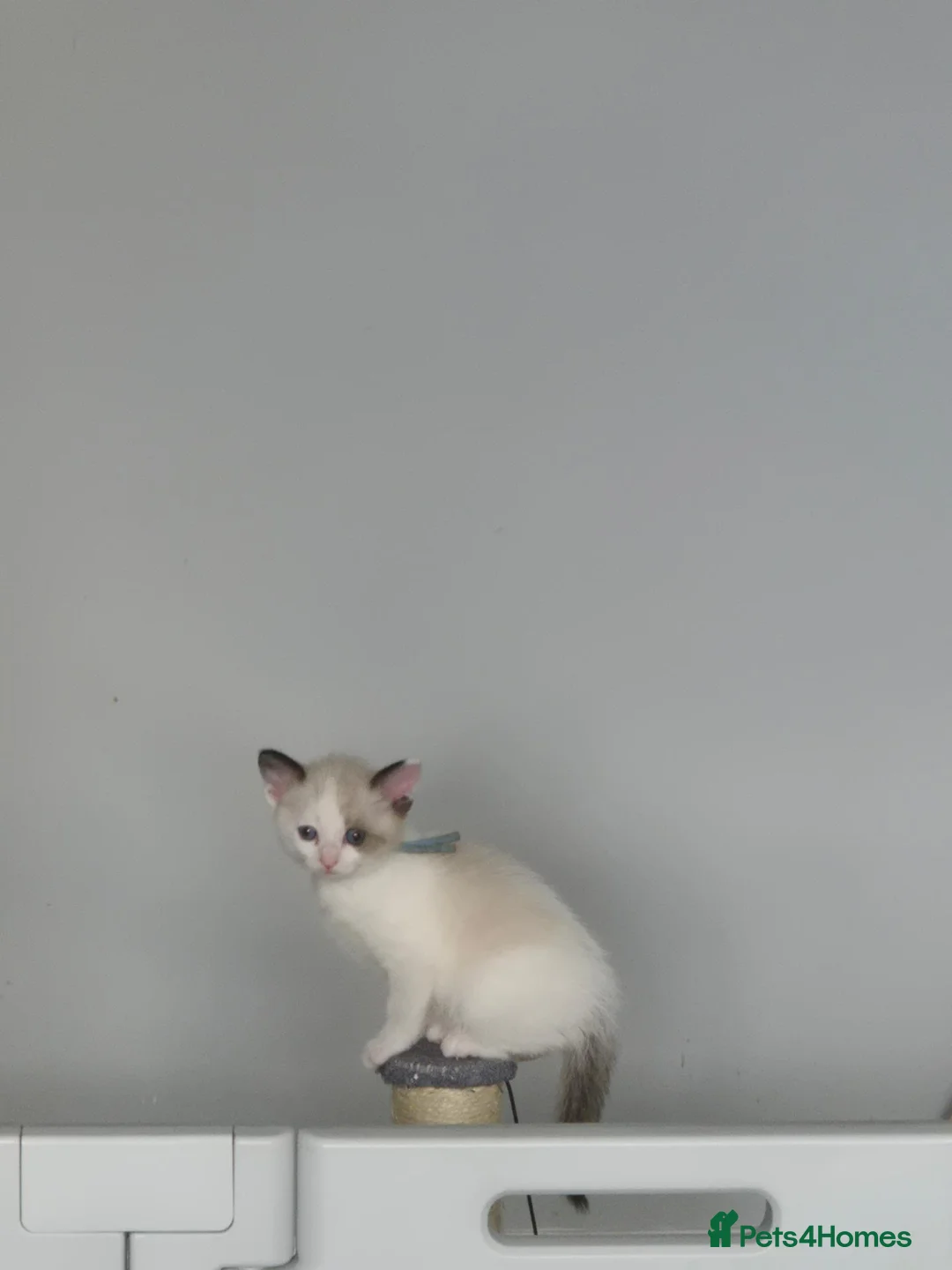 Snowshoe cats for sale: Rare Snowshoe Kittens  - Advert 26