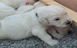 Golden Retriever dogs for sale: Gorgeous pedigree golden retriever puppies - Image 23