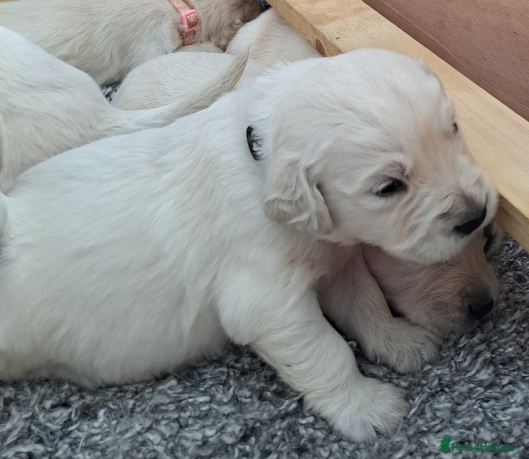 Golden Retriever dogs for sale: Gorgeous pedigree golden retriever puppies - Image 23