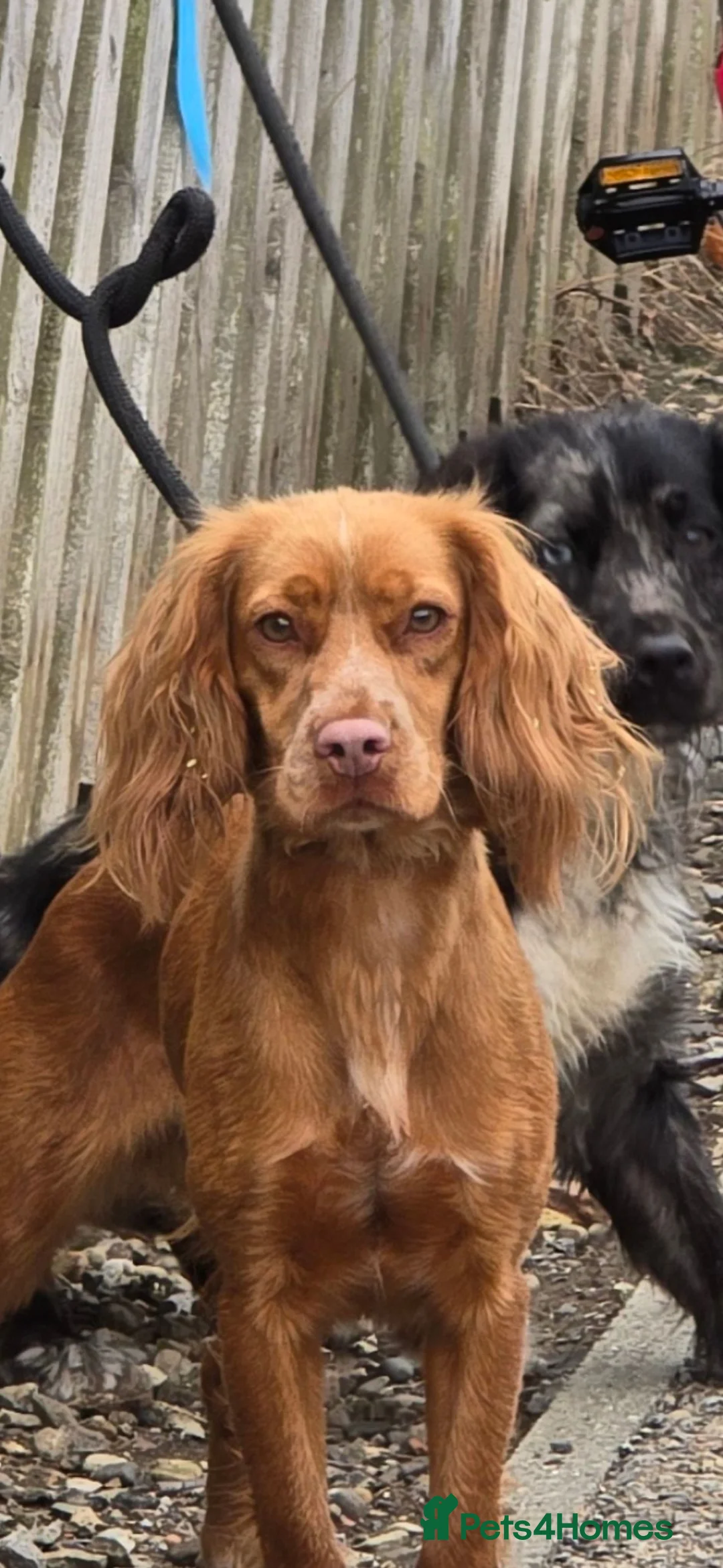 Cocker Spaniel dogs for sale: Cocker Spaniels - Advert 7