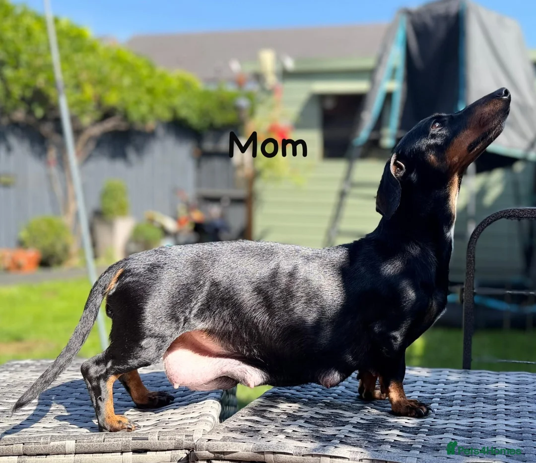 Miniature Dachshund dogs for sale: Miniature dachshund  in Stafford - Advert 2