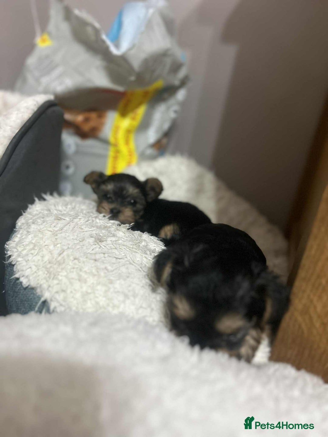 Yorkshire Terrier dogs for sale: SOLD beautiful litter mini Yorkshire terrier pups - Advert 7