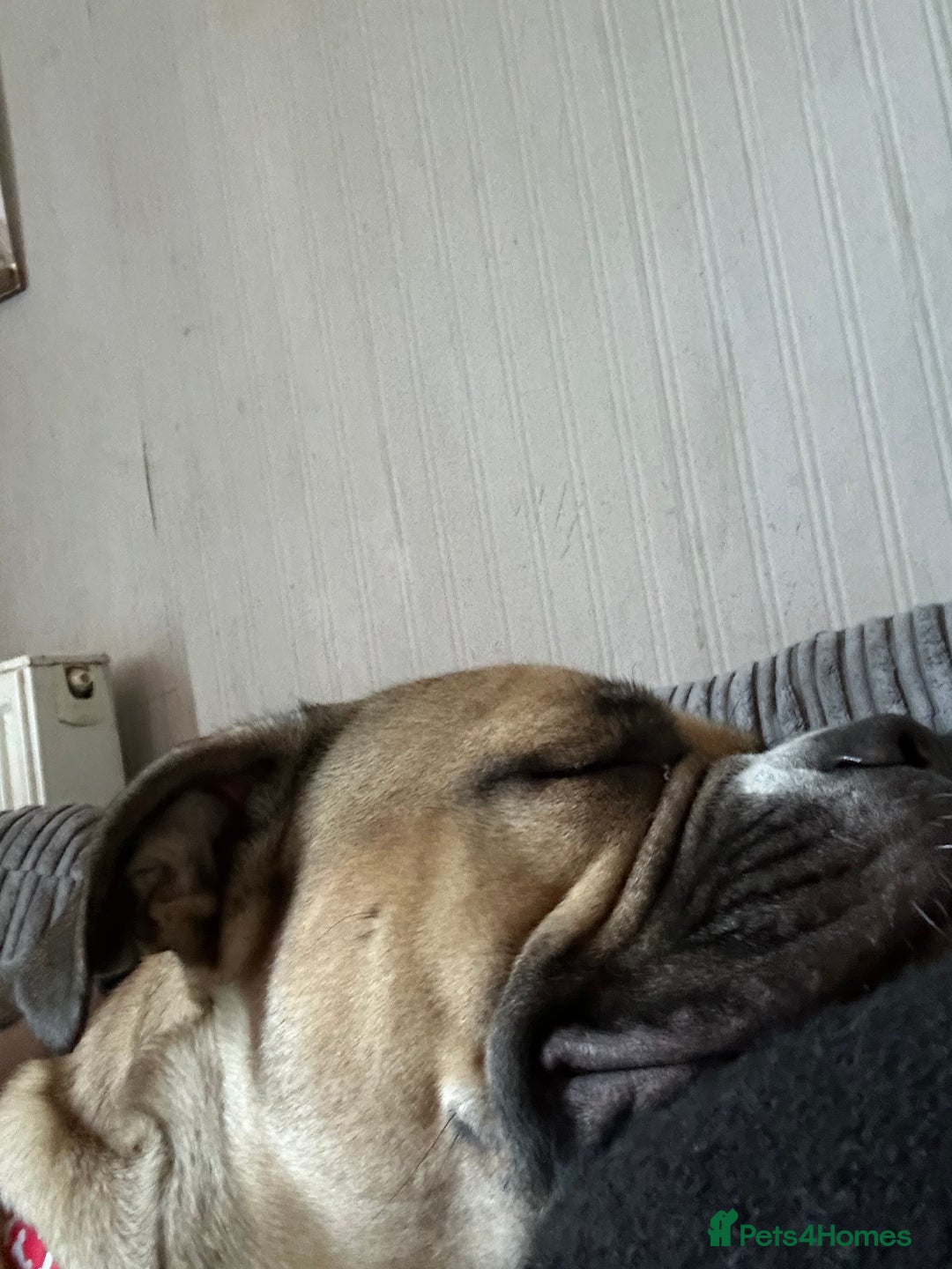 Dorset Olde Tyme Bulldogge dogs for sale: Molly - Image 3