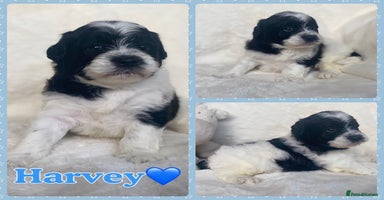 Mixed Breed dogs - Advert 7