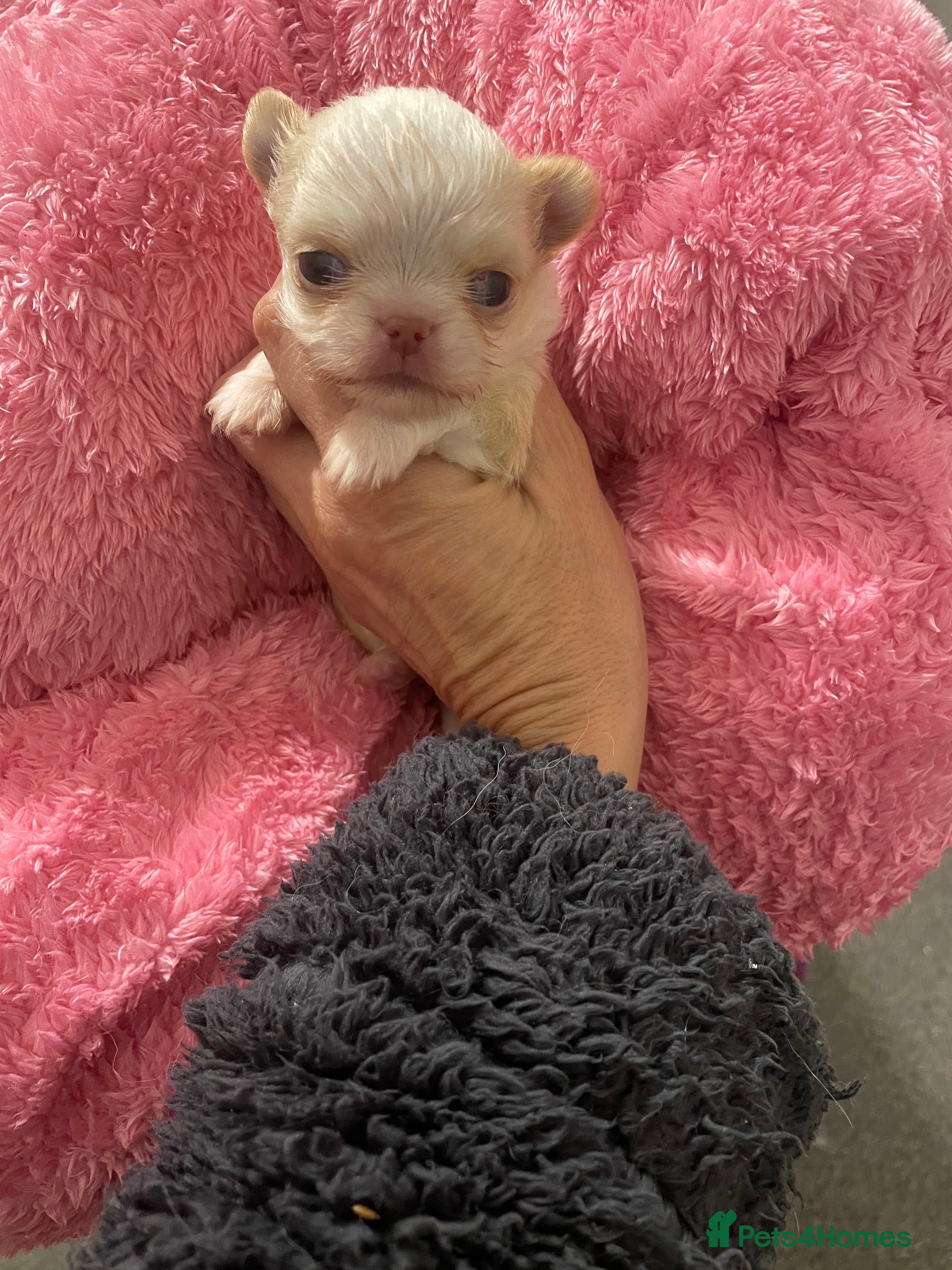 Chihuahua dogs Gorgeous , tiny Longcoat Boy Kc 🌟🌟🌟🌟🌟 - Advert 7