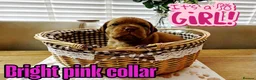 Dogue De Bordeaux dogs for sale: Beautiful KC Registered Dogue de Bordeaux Puppies - Advert 19