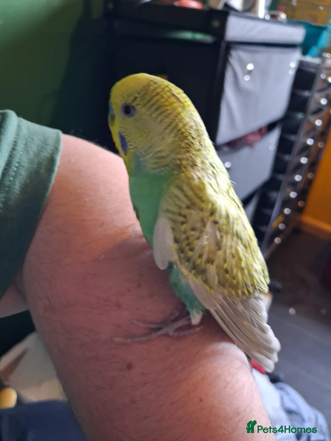 Budgerigars birds for sale: Budgie for sale  - Advert 8