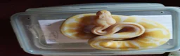 Python Snake reptiles for sale: Cb royal pythons  - Advert 26