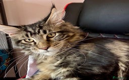 Maine Coon cats for sale: Beautiful Male Maine Coon For Sale - Image 3