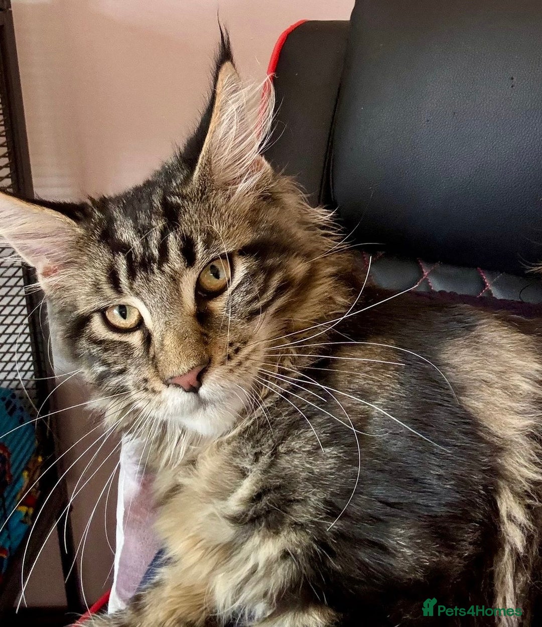 Maine Coon cats for sale: Beautiful Male Maine Coon For Sale - Image 3