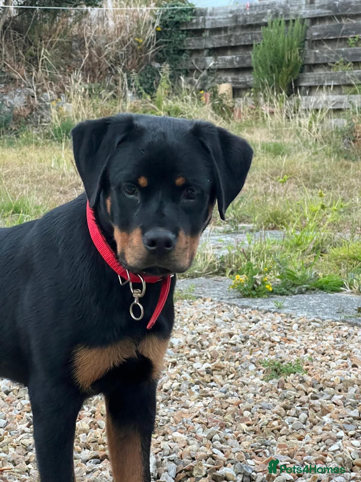 Rottweiler dogs Rottweiler puppies for show & breeding - Advert 2