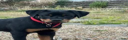 Rottweiler dogs for sale: Rottweiler puppies for show & breeding - Advert 5