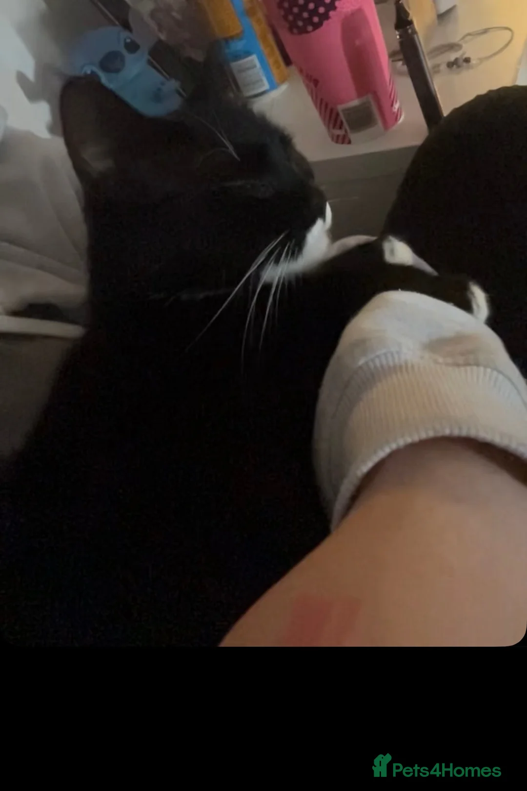 Mixed Breed cats for sale: 4 male kittens  - Advert 8
