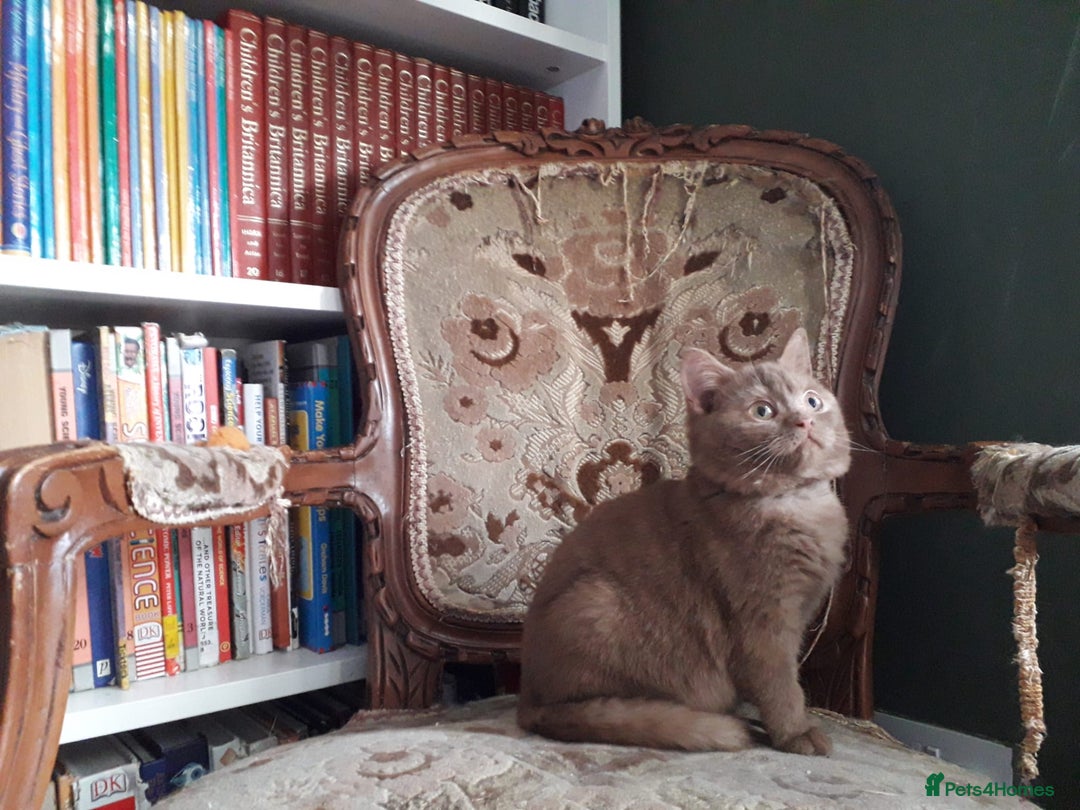 British Shorthair cats for sale: British Shorthair kittens - Advert 23