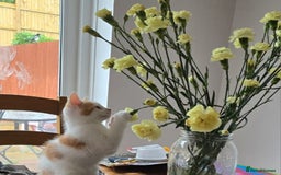 Mixed Breed cats for sale:  Blue eyes Flower pattern mark unique kitten  - Image 13