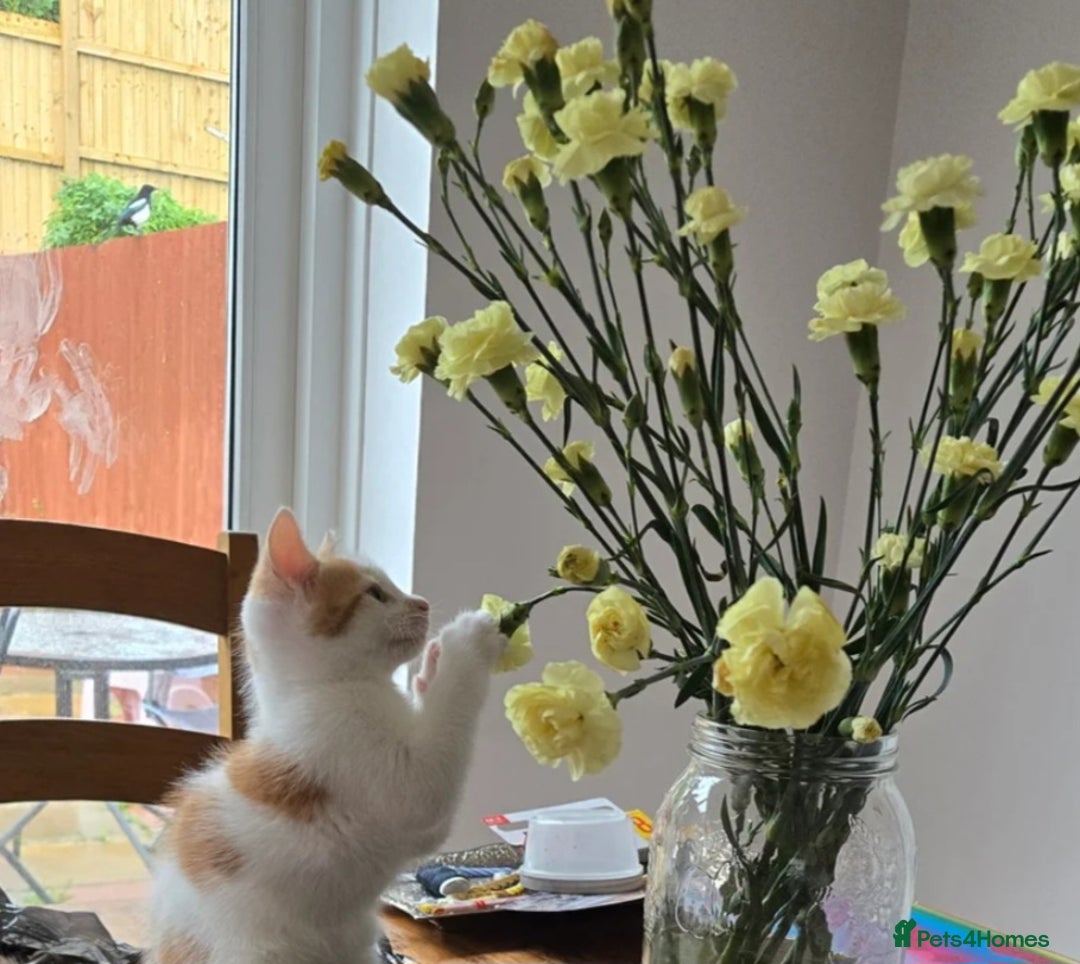 Mixed Breed cats for sale:  Blue eyes Flower pattern mark unique kitten  - Image 13