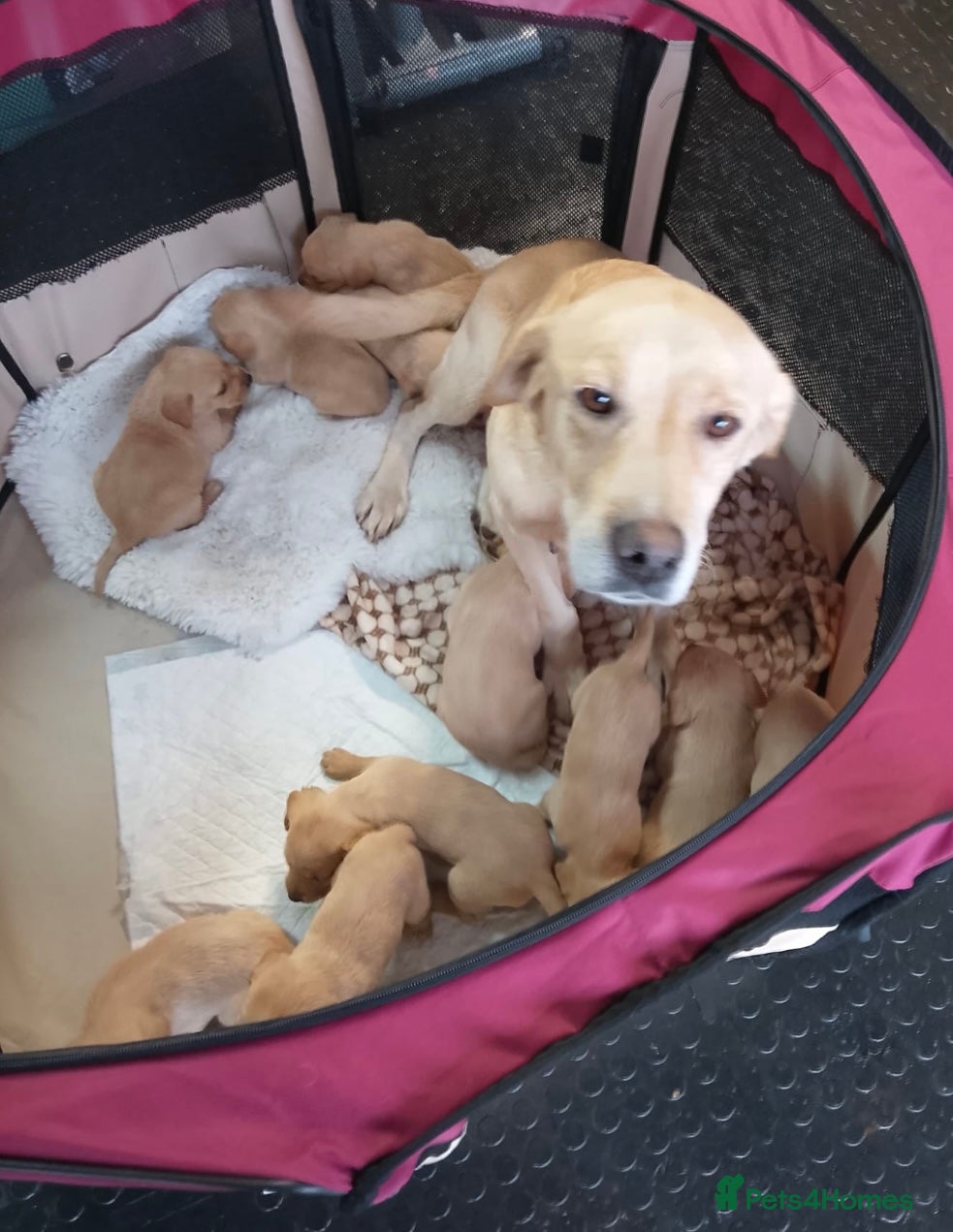 Labrador Retriever dogs Labrador puppies deposit secures - Advert 1